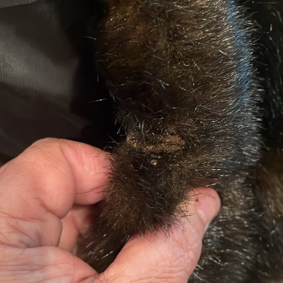 Vintage Albert Nipón 🧥 coat - Picture 10 of 12